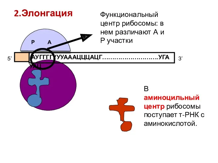 АУГГГГУУУАААЦЦЦАЦГ……………………….УГА 5’ 3’ УАЦ Функциональный центр рибосомы: в нем различают