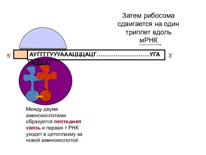 АУГГГГУУУАААЦЦЦАЦГ……………………….УГА 5’ 3’ УАЦ ЦЦЦ Между двумя аминокислотами образуется пептидная