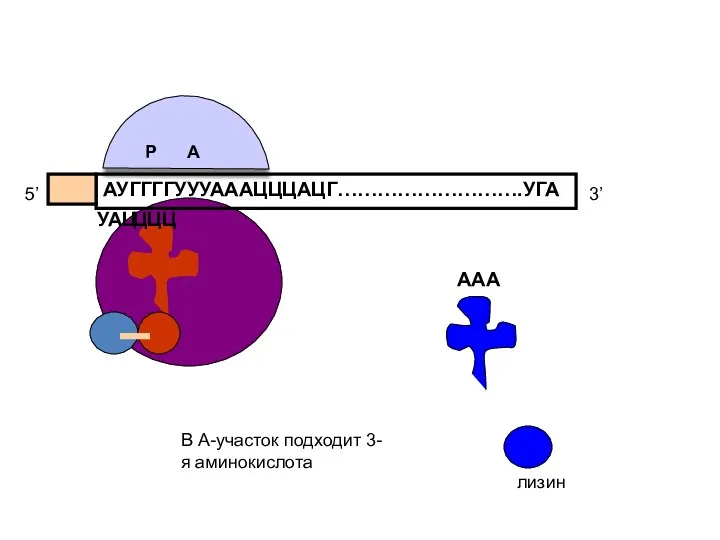 АУГГГГУУУАААЦЦЦАЦГ……………………….УГА 5’ 3’ УАЦ ЦЦЦ ААА лизин В А-участок подходит 3-я аминокислота Р А