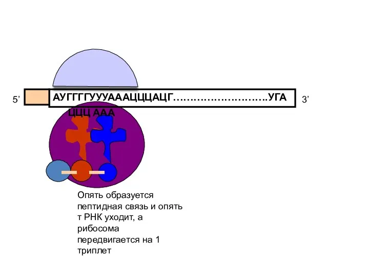 АУГГГГУУУАААЦЦЦАЦГ……………………….УГА 5’ 3’ ЦЦЦ Опять образуется пептидная связь и опять