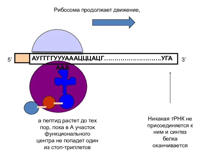 АУГГГГУУУАААЦЦЦАЦГ……………………….УГА 5’ 3’ а пептид растет до тех пор, пока