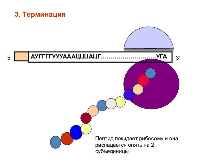 АУГГГГУУУАААЦЦЦАЦГ……………………….УГА 5’ 3’ Пептид покидает рибосому и она распадается опять на 2 субъединицы 3. Терминация