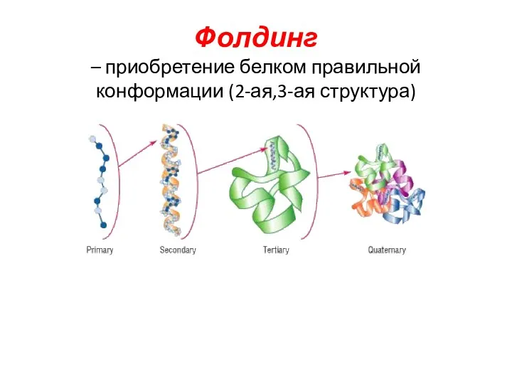 Фолдинг – приобретение белком правильной конформации (2-ая,3-ая структура)