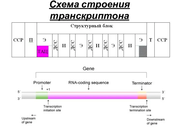 Схема строения транскриптона