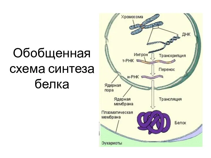 Обобщенная схема синтеза белка