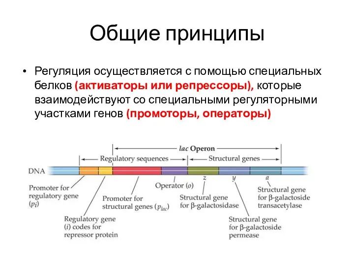 Общие принципы Регуляция осуществляется с помощью специальных белков (активаторы или