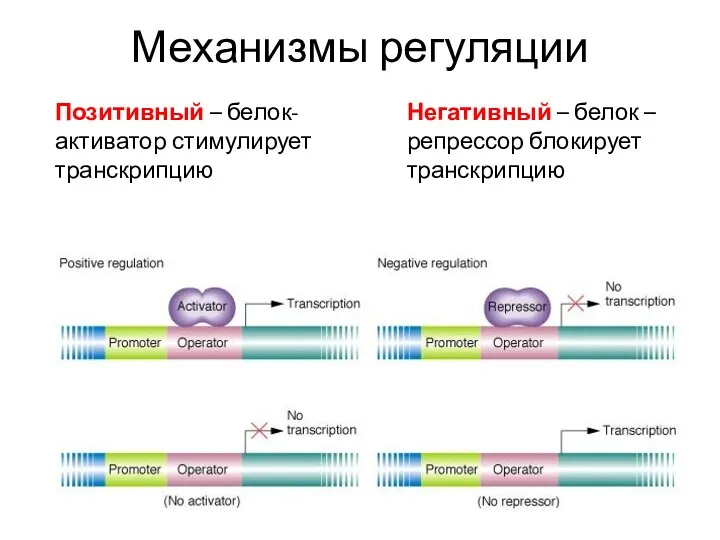 Механизмы регуляции Позитивный – белок- активатор стимулирует транскрипцию Негативный – белок –репрессор блокирует транскрипцию