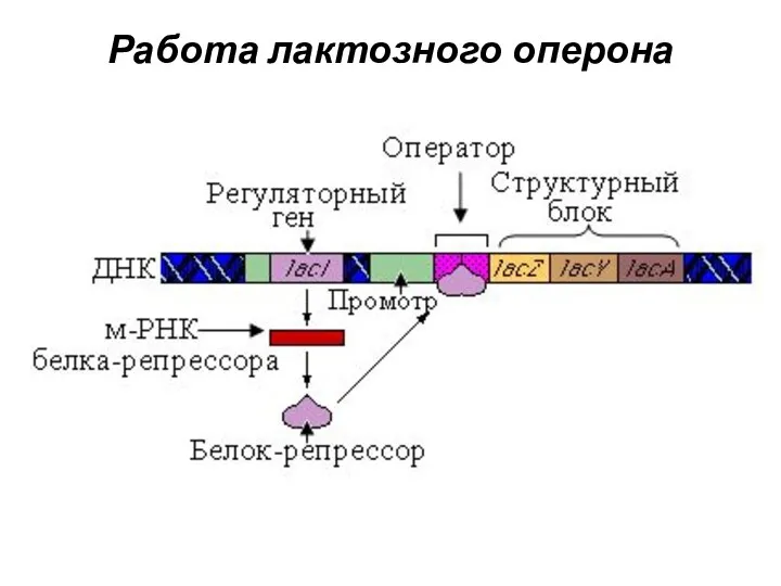 Работа лактозного оперона