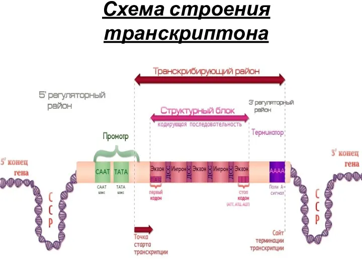 Схема строения транскриптона