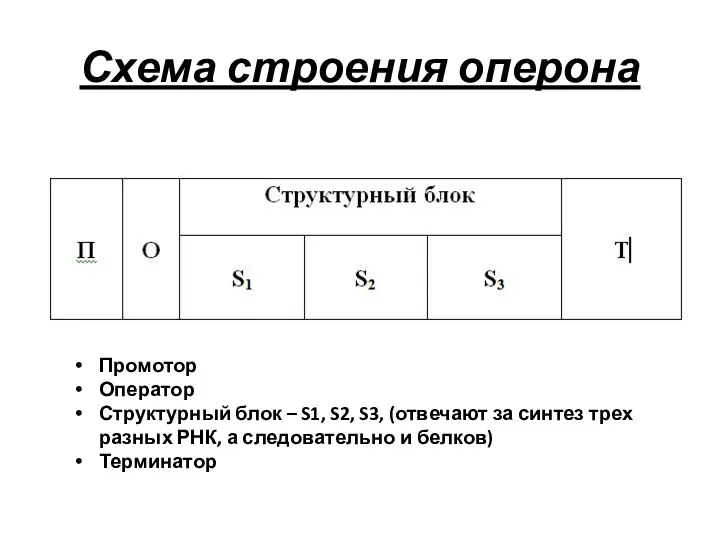 Схема строения оперона Промотор Оператор Структурный блок – S1, S2,