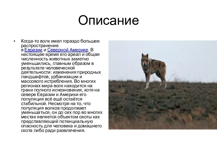 Описание Когда-то волк имел гораздо большее распространение в Евразии и