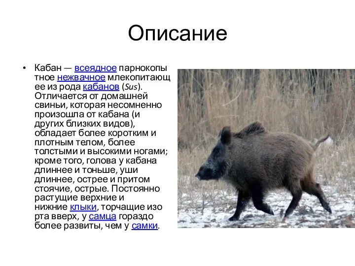 Описание Кабан — всеядное парнокопытное нежвачное млекопитающее из рода кабанов