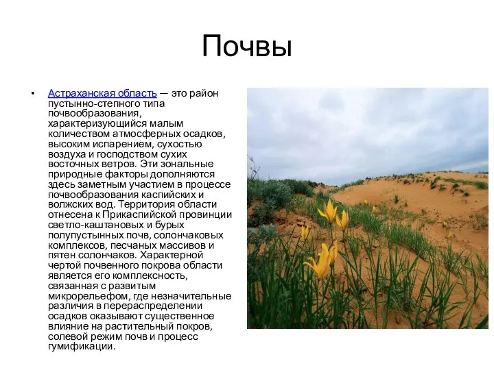 Почвы Астраханская область — это район пустынно-степного типа почвообразования, характеризующийся