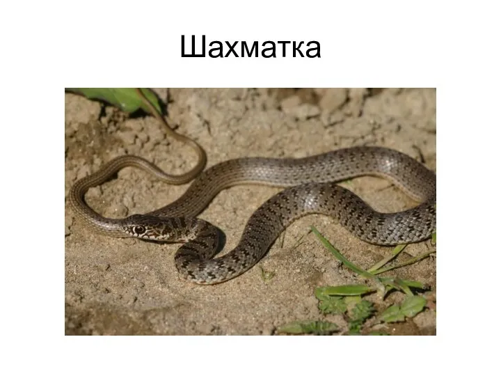 Шахматка