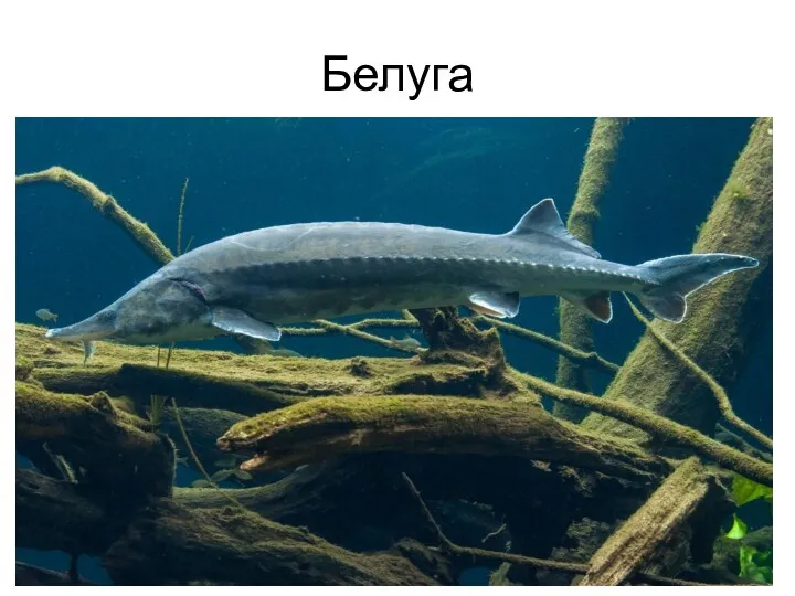 Белуга