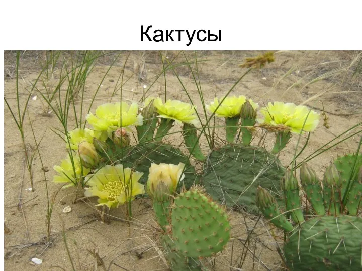 Кактусы