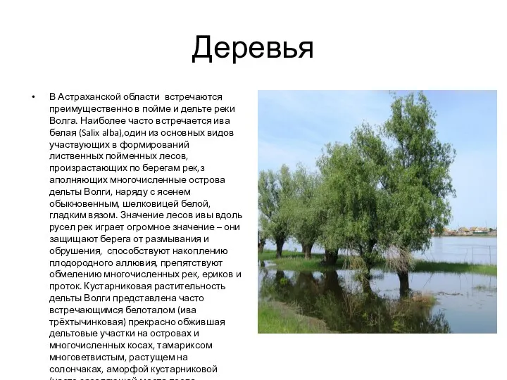Деревья В Астраханской области встречаются преимущественно в пойме и дельте