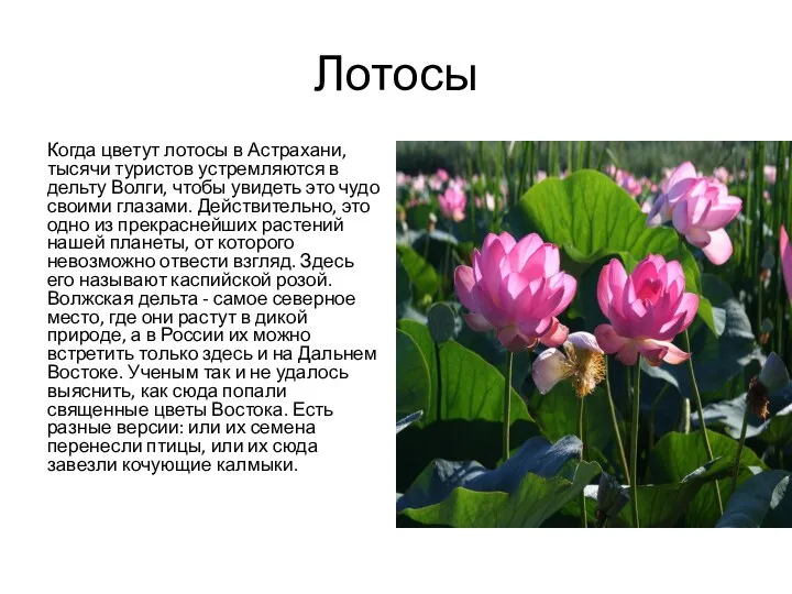 Лотосы Когда цветут лотосы в Астрахани, тысячи туристов устремляются в