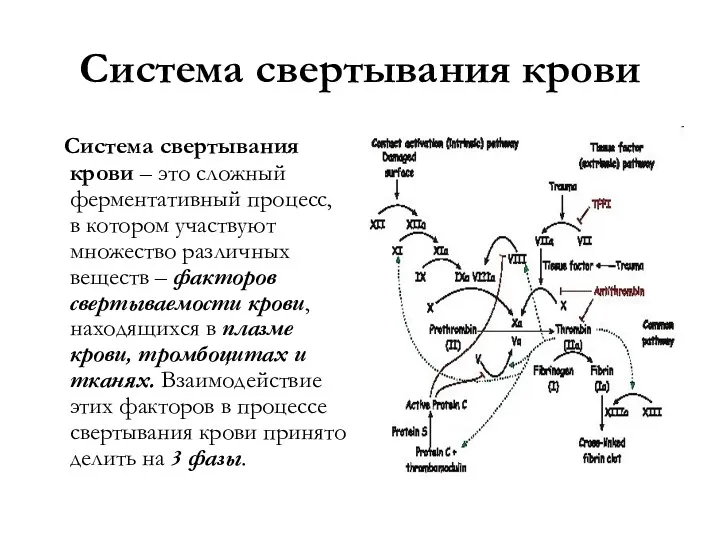 Система свертывания крови Система свертывания крови – это сложный ферментативный