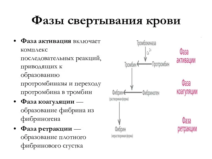 Фазы свертывания крови Фаза активация включает комплекс последовательных реакций, приводящих