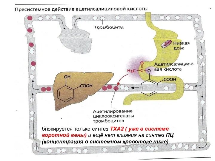 блокируется только синтез ТХА2 ( уже в системе воротной вены)