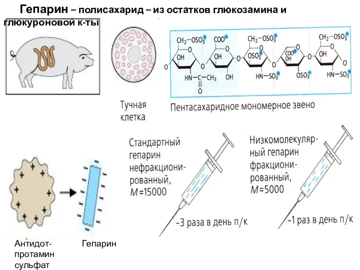 Антидот- Гепарин протамин сульфат Гепарин – полисахарид – из остатков глюкозамина и глюкуроновой к-ты