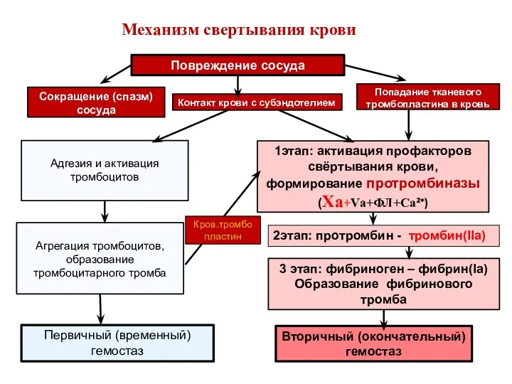 Повреждение сосуда Контакт крови с субэндотелием Сокращение (спазм) сосуда Попадание