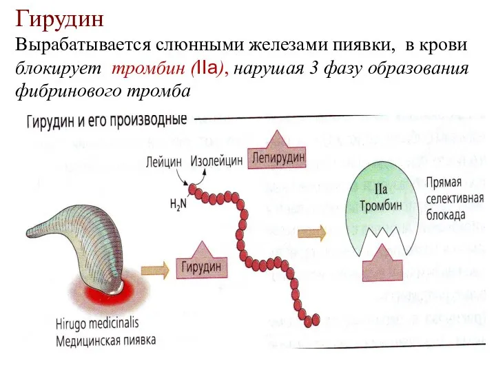 Гирудин Вырабатывается слюнными железами пиявки, в крови блокирует тромбин (IIa), нарушая 3 фазу образования фибринового тромба
