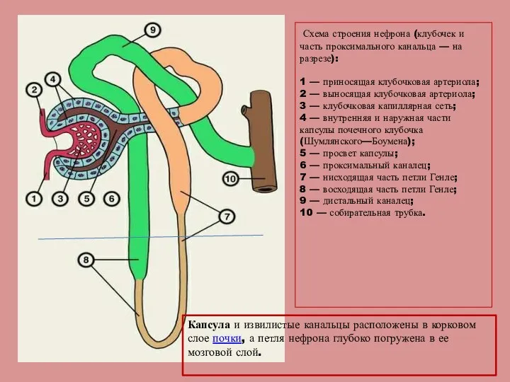Схема строения нефрона (клубочек и часть проксимального канальца — на