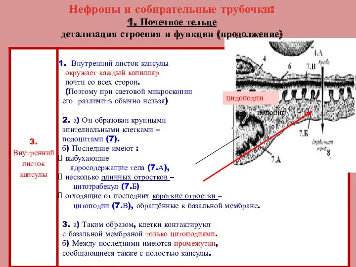 Нефроны и собирательные трубочки: 1. Почечное тельце детализация строения и функции (продолжение) подоцит цидоподии