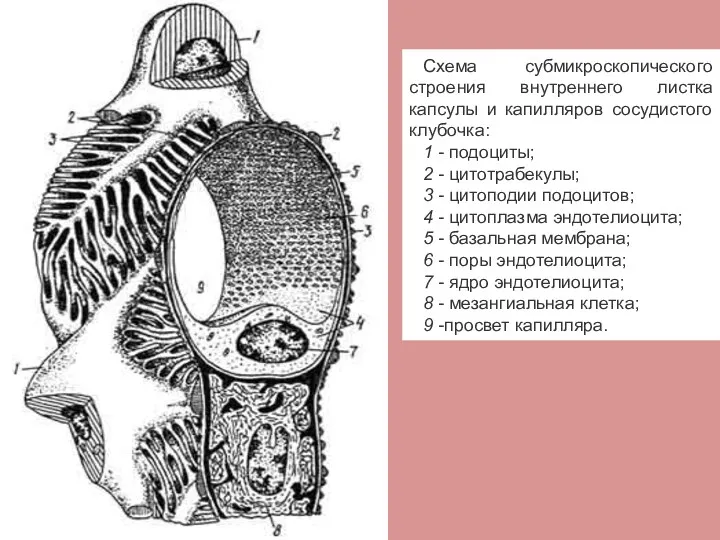 Схема субмикроскопического строения внутреннего листка капсулы и капилляров сосудистого клубочка: