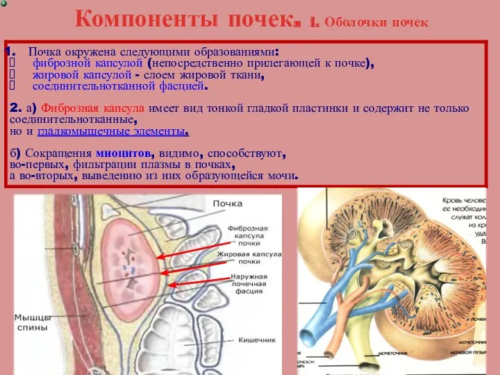 Компоненты почек. I. Оболочки почек