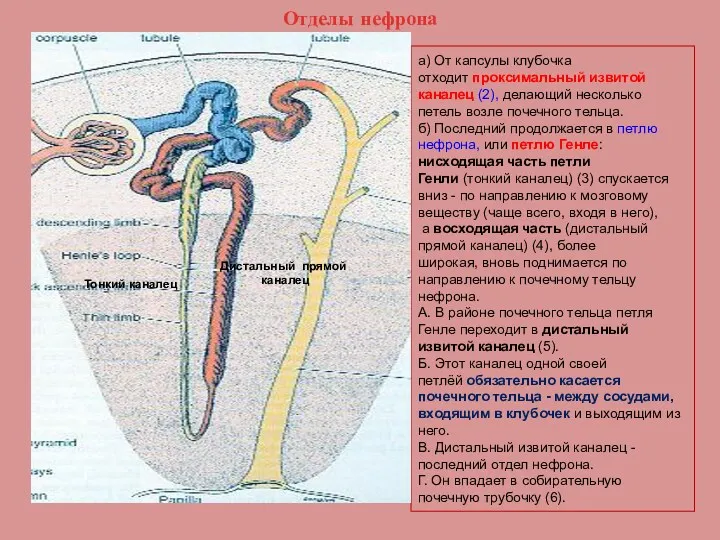 Отделы нефрона а) От капсулы клубочка отходит проксимальный извитой каналец