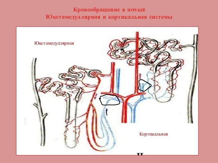 Кровообращение в почке: Юкстамедуллярная и кортикальная системы Юкстамедуллярная Кортикальная