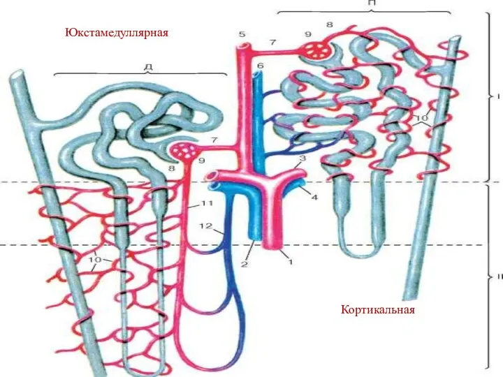 Кортикальная Юкстамедуллярная