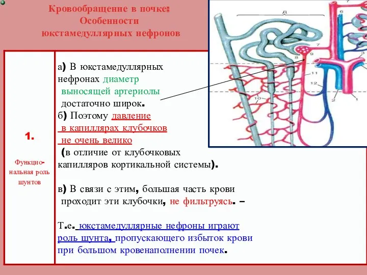 Кровообращение в почке: Особенности юкстамедуллярных нефронов