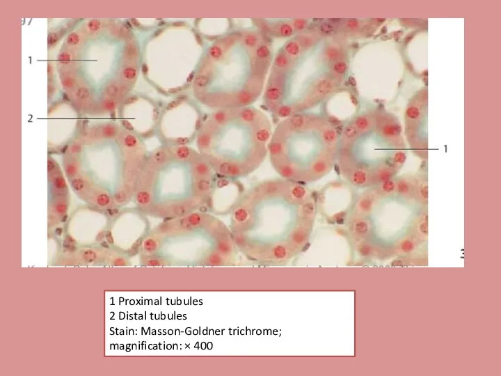 1 Proximal tubules 2 Distal tubules Stain: Masson-Goldner trichrome; magnification: × 400