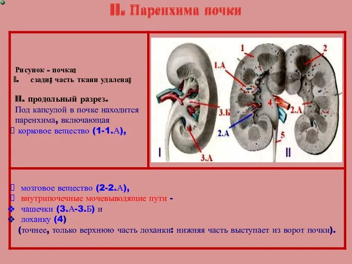 II. Паренхима почки II. Паренхима почки