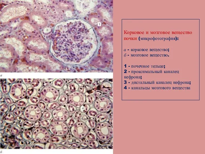 Корковое и мозговое вещество почки (микрофотография): а - корковое вещество;