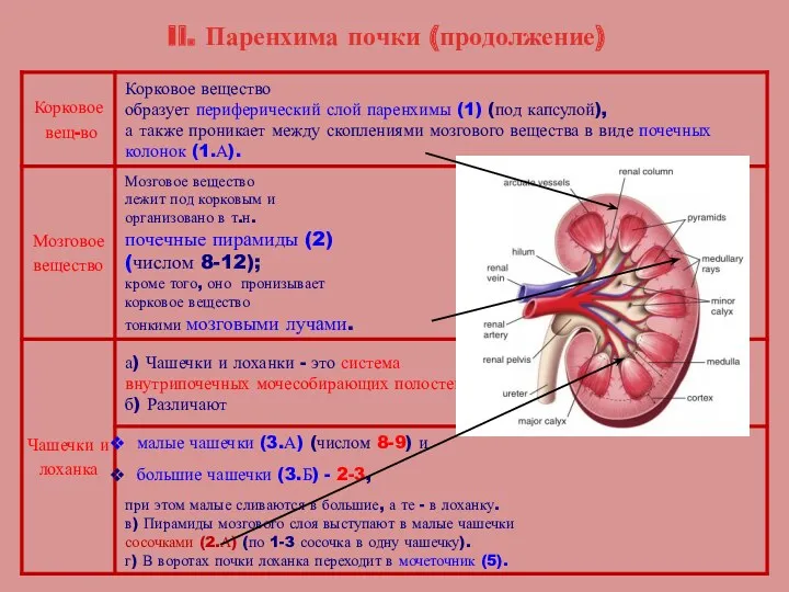 II. Паренхима почки (продолжение)