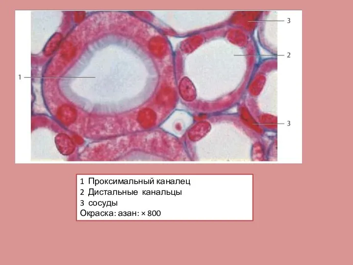 1 Проксимальный каналец 2 Дистальные канальцы 3 сосуды Окраска: азан: × 800