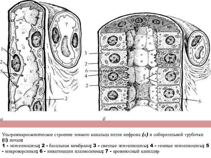Ультрамикроскопическое строение тонкого канальца петли нефрона (а) и собирательной трубочки