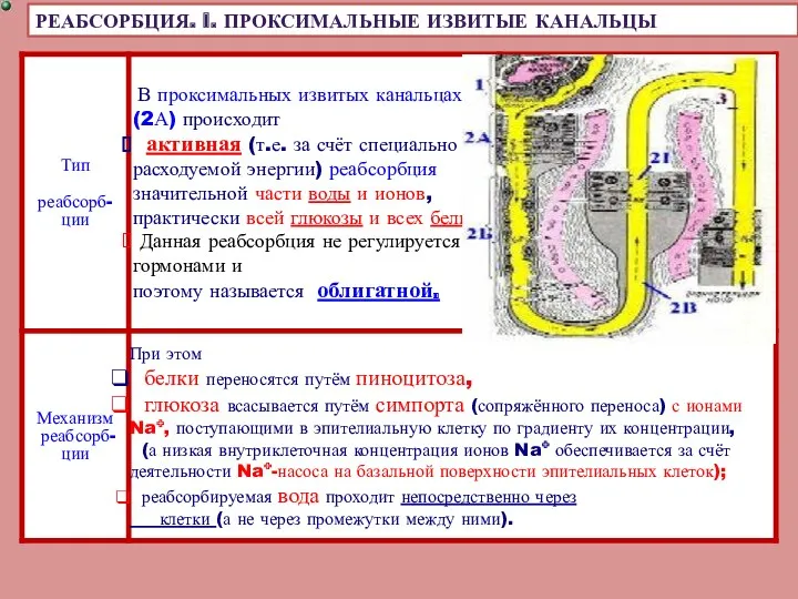 РЕАБСОРБЦИЯ. I. ПРОКСИМАЛЬНЫЕ ИЗВИТЫЕ КАНАЛЬЦЫ