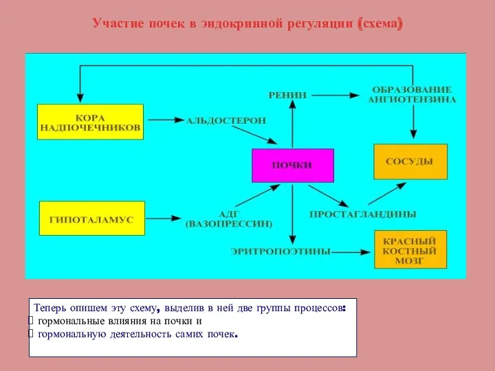 Участие почек в эндокринной регуляции (схема) Теперь опишем эту схему,