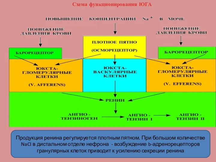 Продукция ренина регулируется плотным пятном. При большом количестве NaCI в