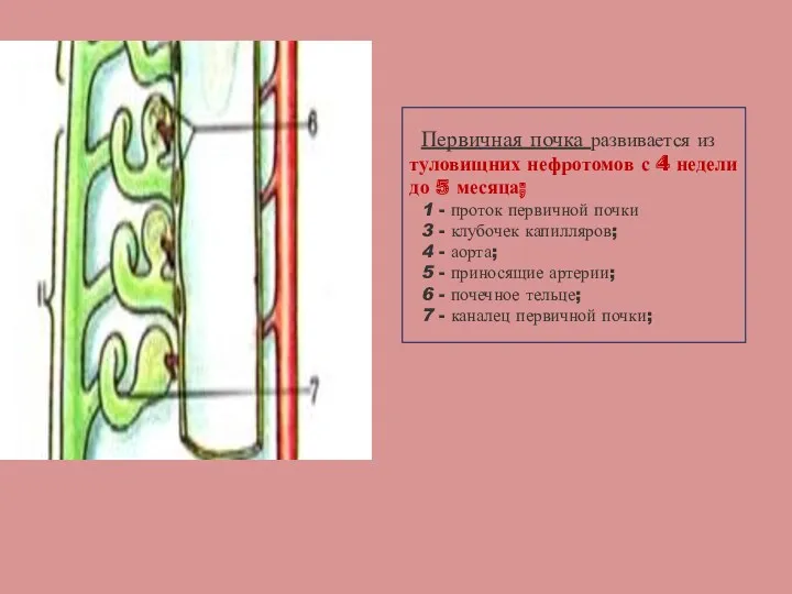 Первичная почка развивается из туловищних нефротомов с 4 недели до