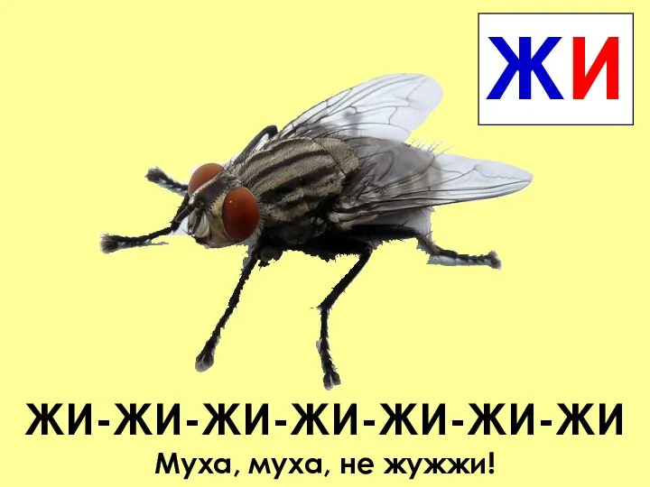 ЖИ-ЖИ-ЖИ-ЖИ-ЖИ-ЖИ-ЖИ Муха, муха, не жужжи! ЖИ