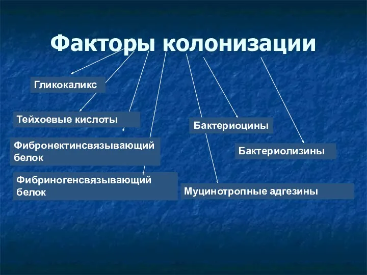 Факторы колонизации Гликокаликс Тейхоевые кислоты Фибриногенсвязывающий белок Муцинотропные адгезины Бактериоцины Бактериолизины Фибронектинсвязывающий белок