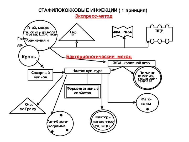 ПЦР СТАФИЛОКОККОВЫЕ ИНФЕКЦИИ ( 1 принцип) Экспресс-метод Гной, мокро- та, слизь из носа