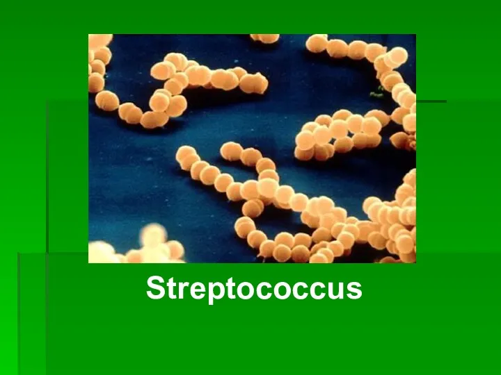 Streptococcus